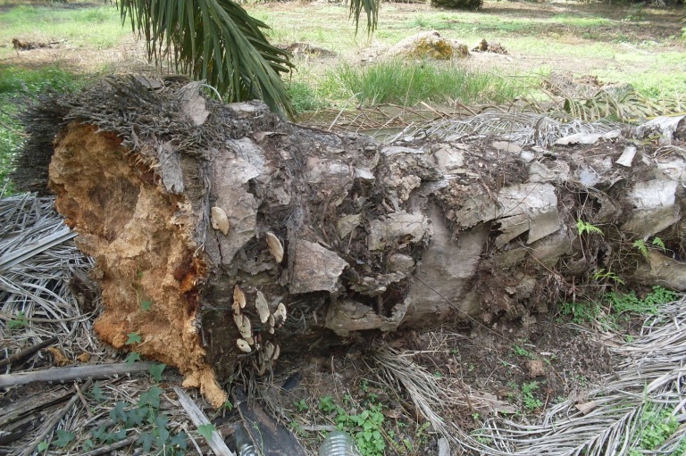 Ganodermi fungi damaging the base if the trunk.
