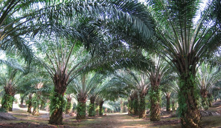 Oil-Palm